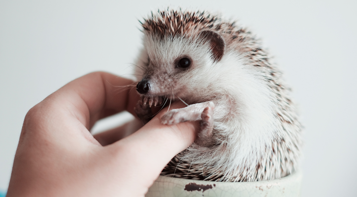 Hedgehog being held