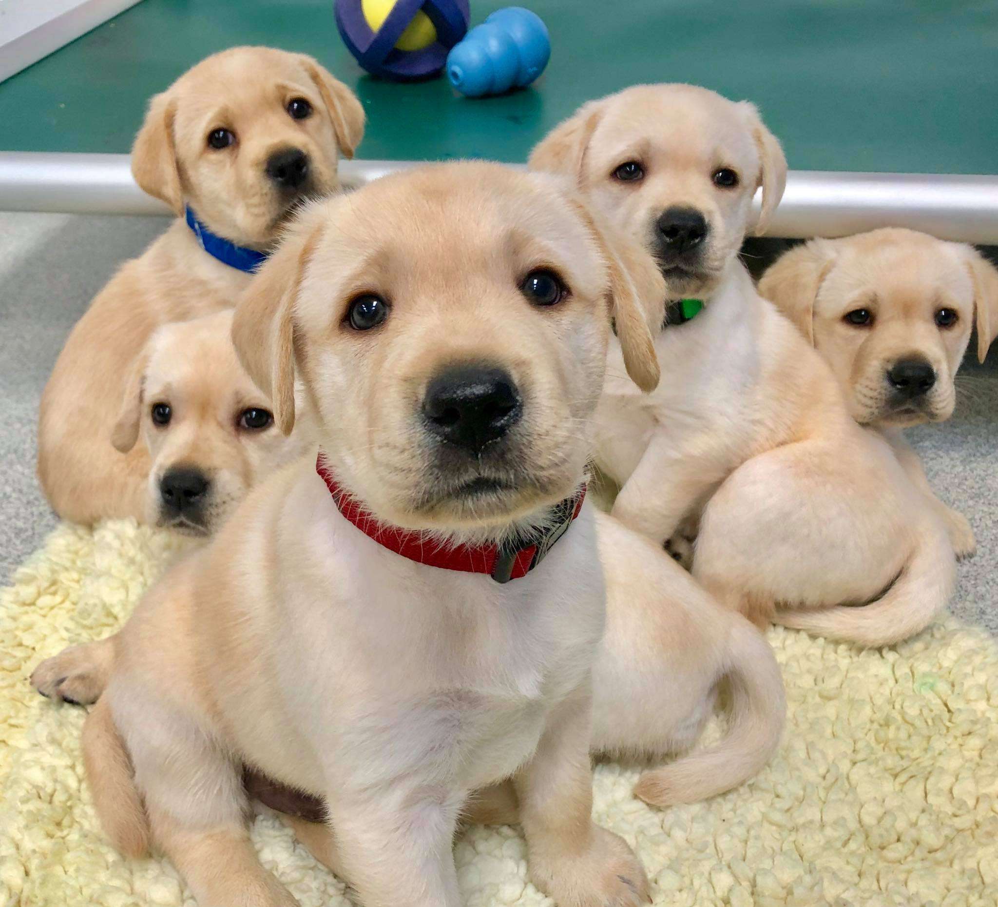 Golden retriever puppies